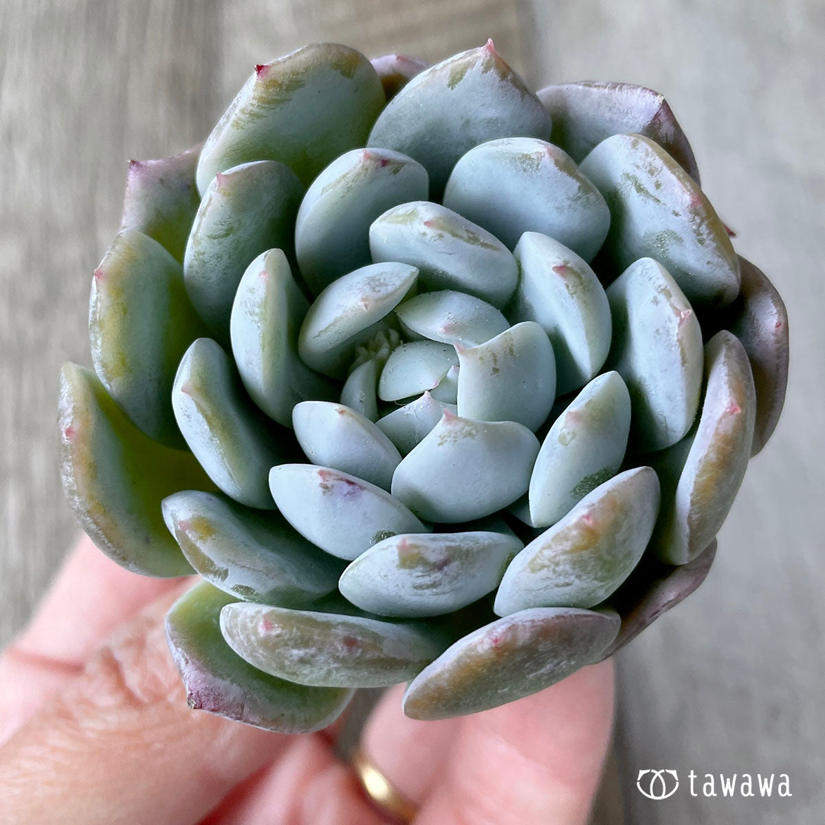 New Arrivals: Ice Green
