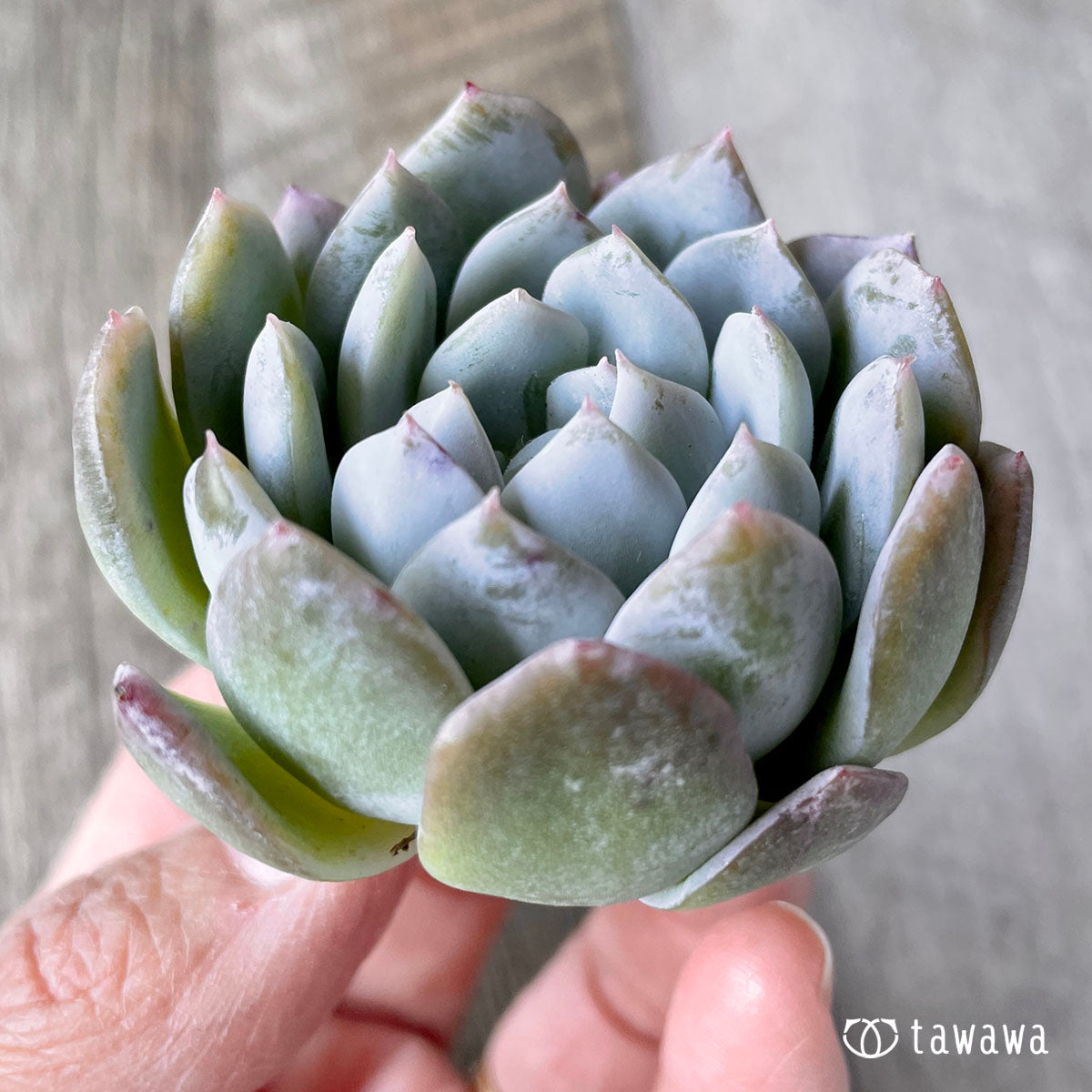 New Arrivals: Ice Green