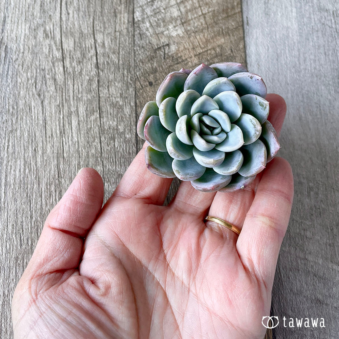 New Arrivals: Ice Green