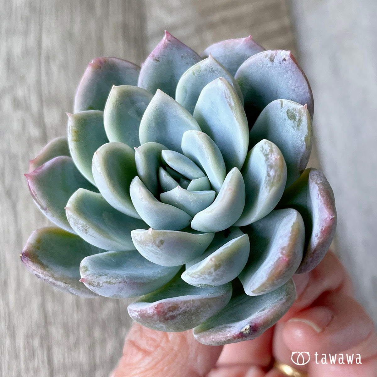 New Arrivals: Ice Green