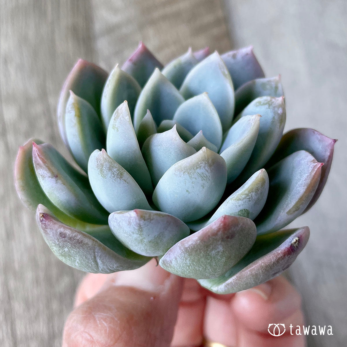 New Arrivals: Ice Green