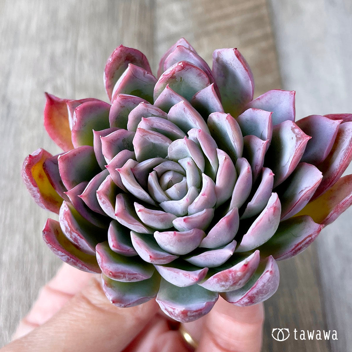 바이올렛 퀸