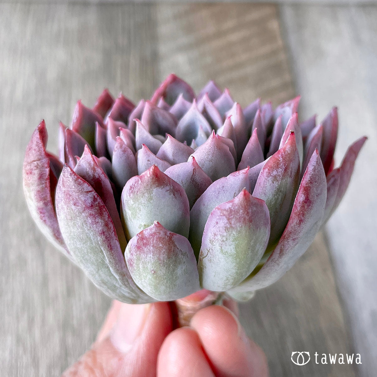 바이올렛 퀸
