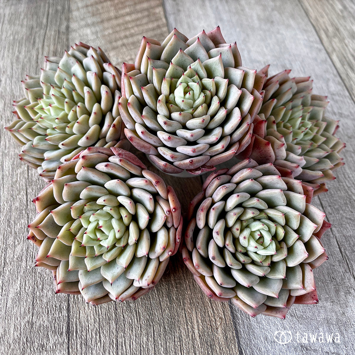 New Arrivals: Ice Green