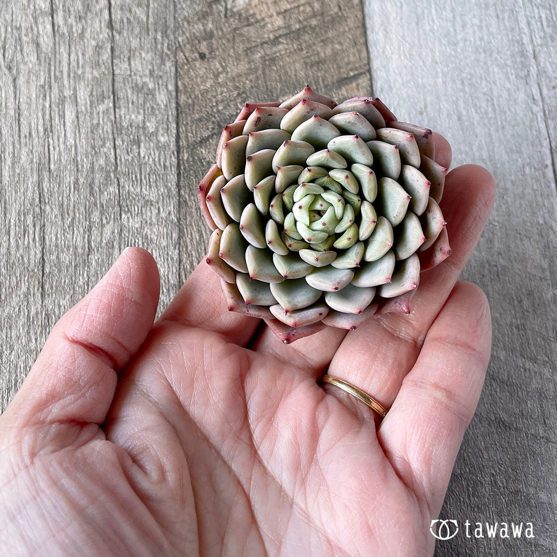 New Arrivals: Ice Green