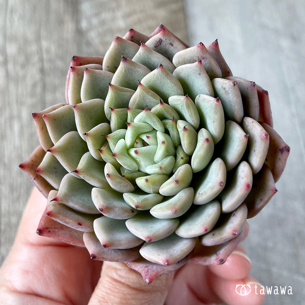New Arrivals: Ice Green