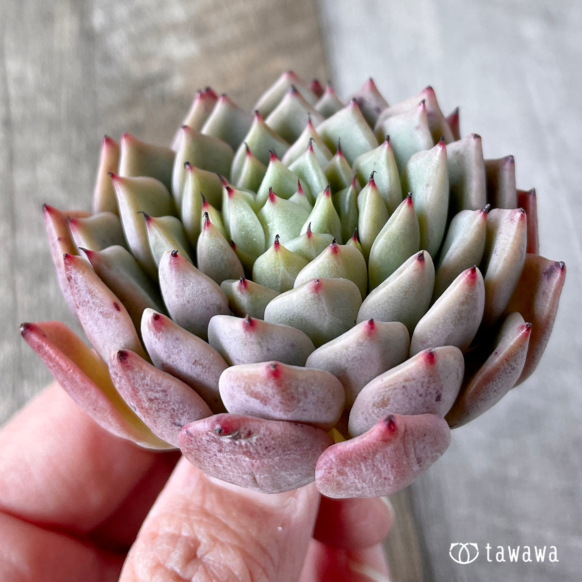 New Arrivals: Ice Green