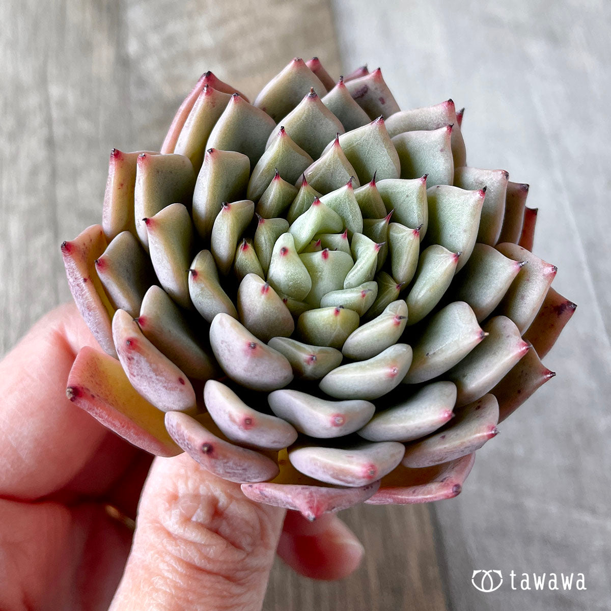 New Arrivals: Ice Green