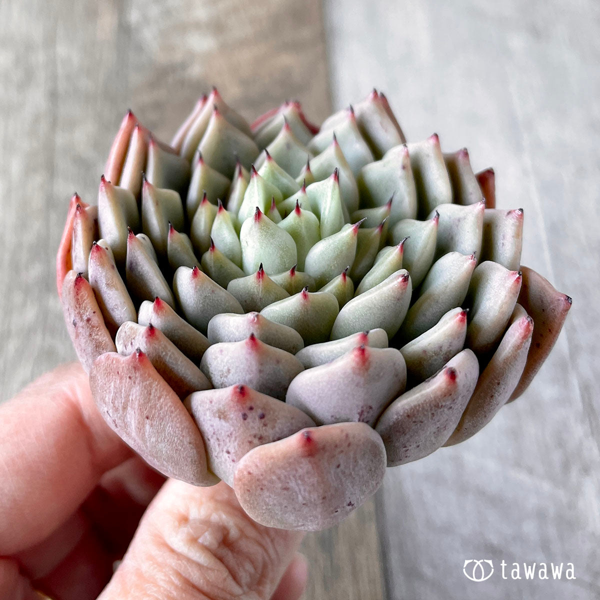 New Arrivals: Ice Green