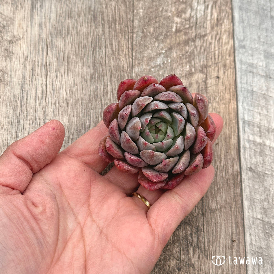 arabesque