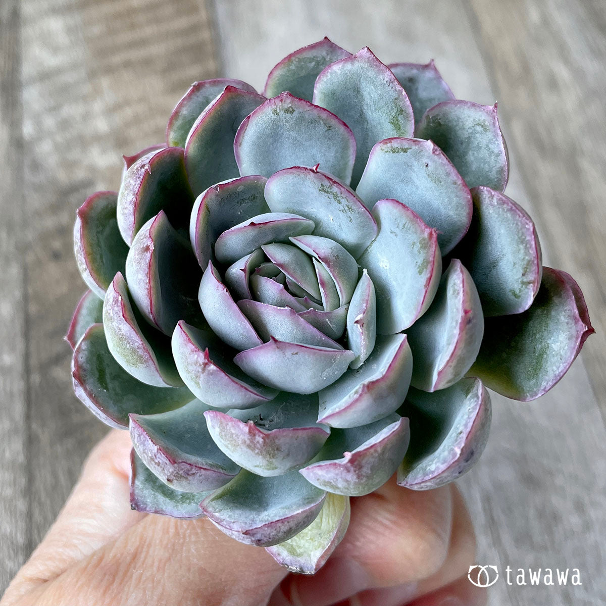 하나즈키 밤