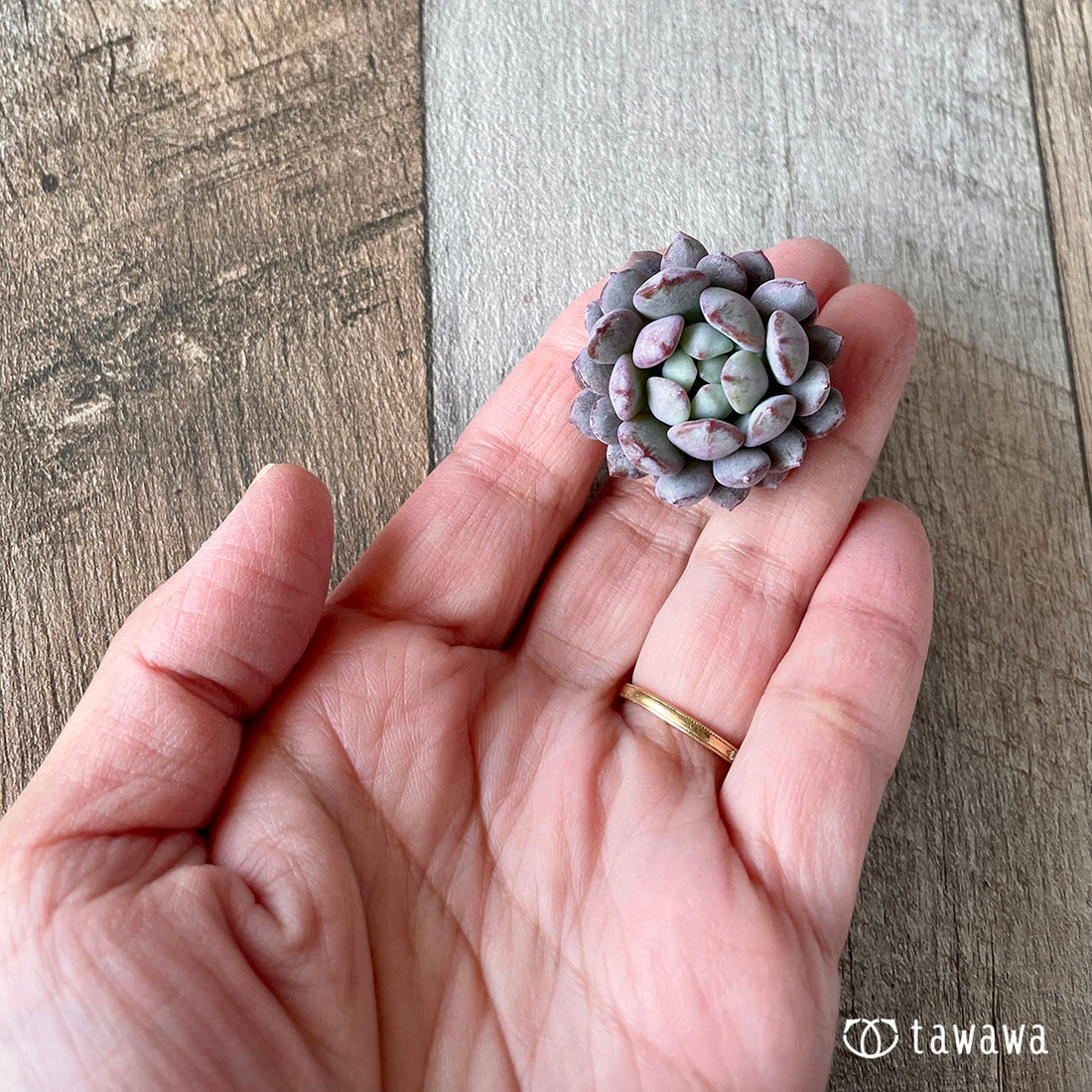 New Arrivals: Ice Green