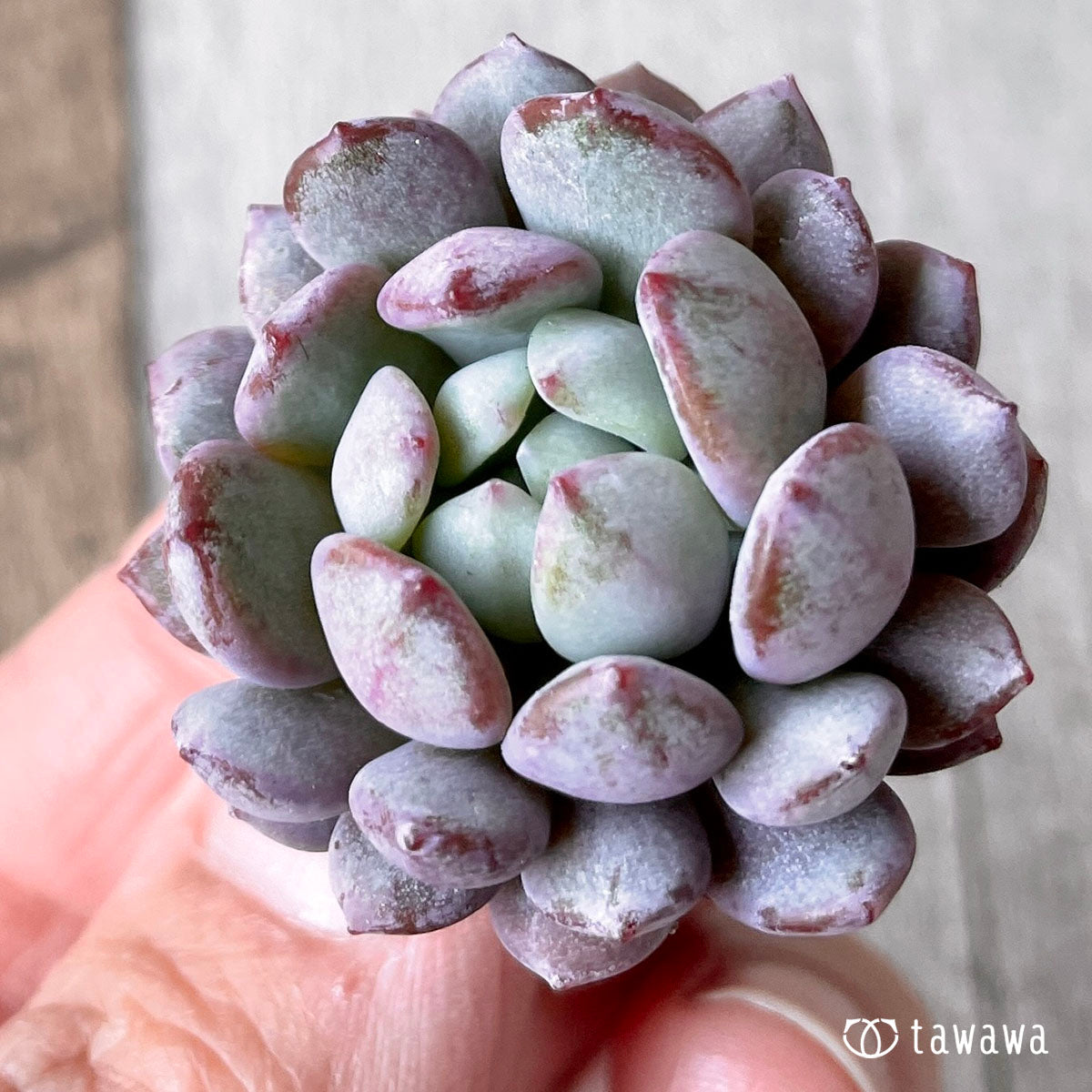 New Arrivals: Ice Green