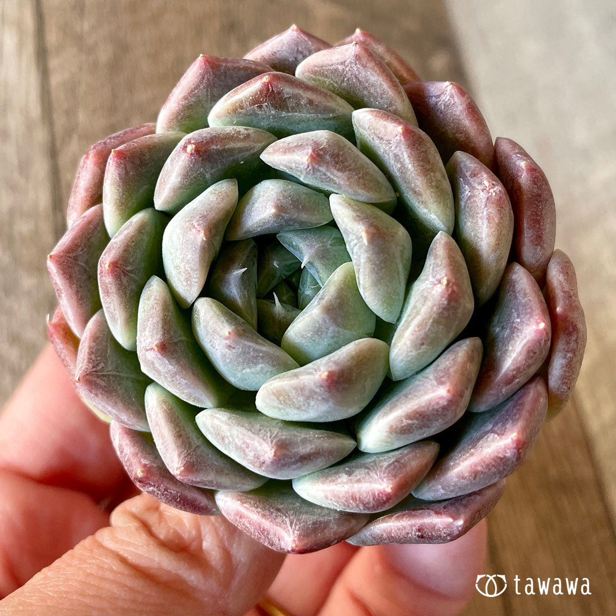 Hiarina Hyarina