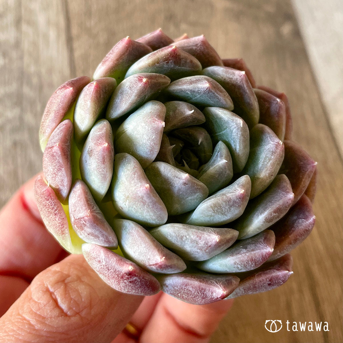 Hiarina Hyarina
