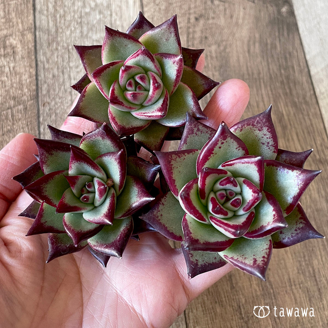 New Arrivals: Ice Green