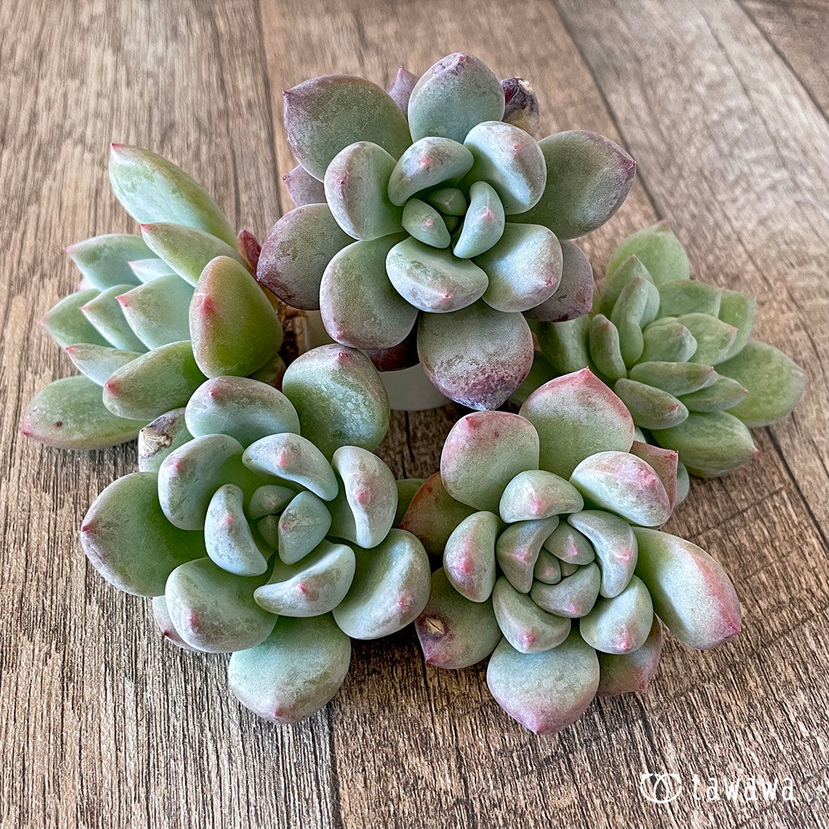 New Arrivals: Ice Green