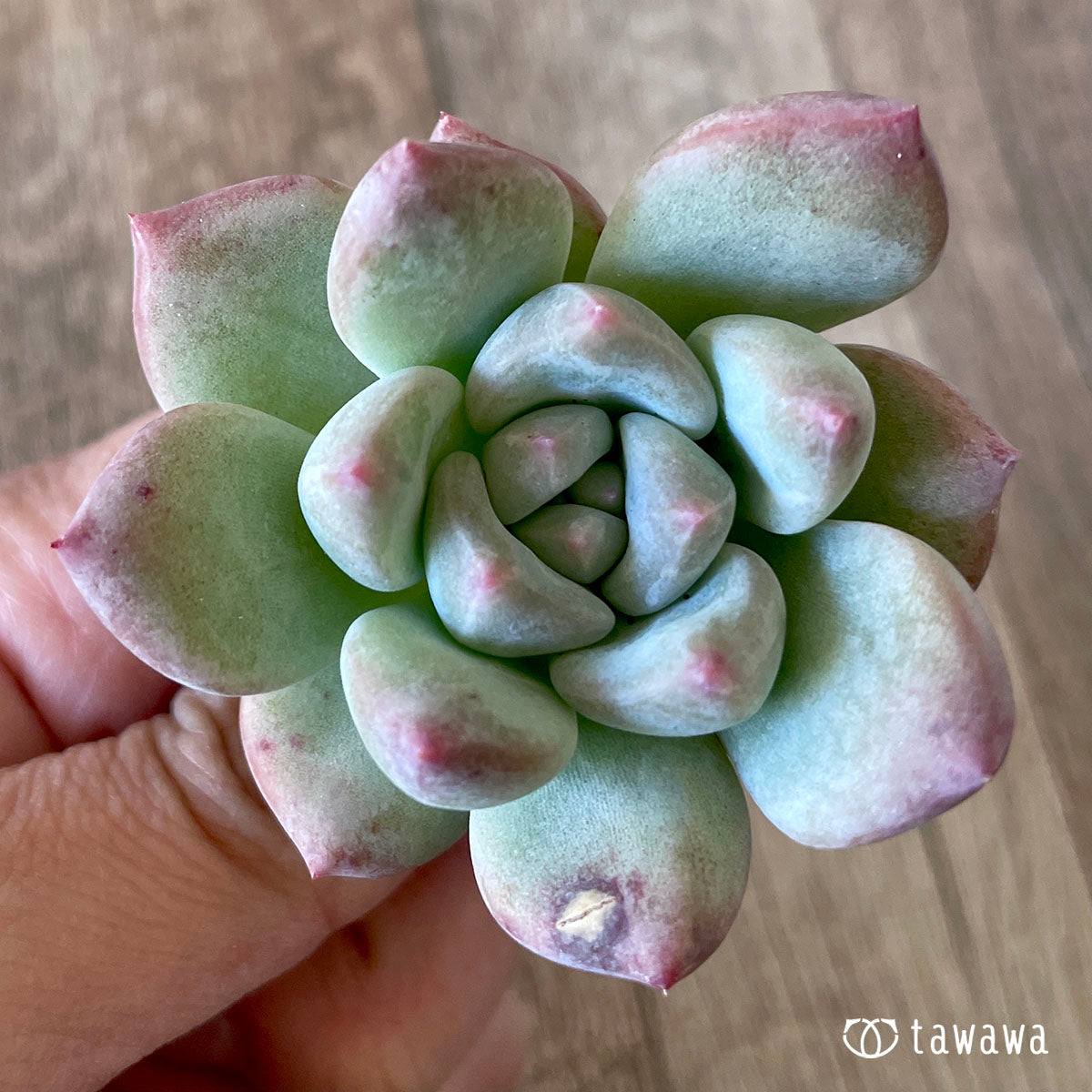 New Arrivals: Ice Green