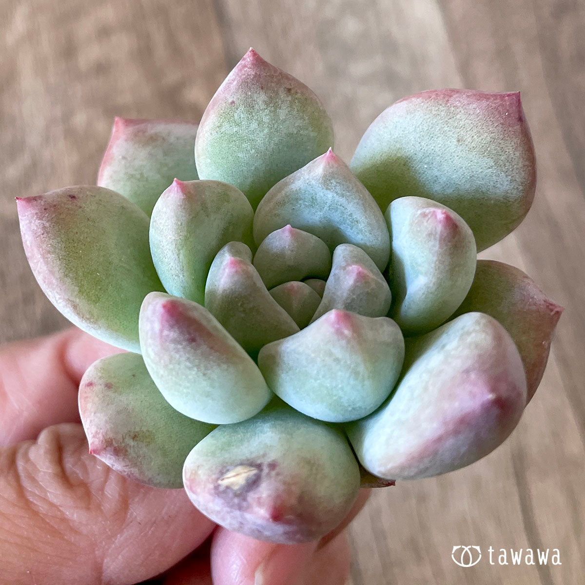 New Arrivals: Ice Green