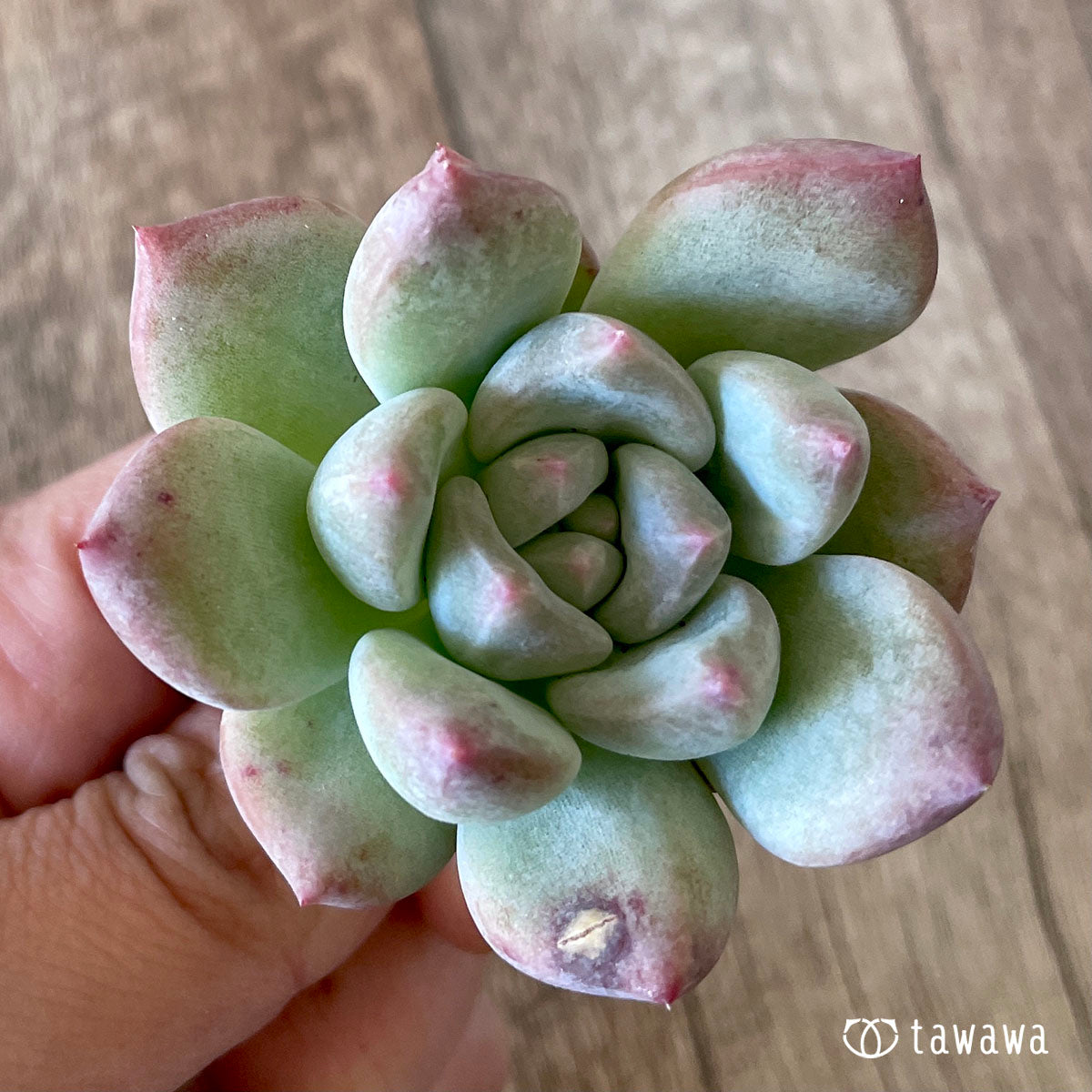 New Arrivals: Ice Green