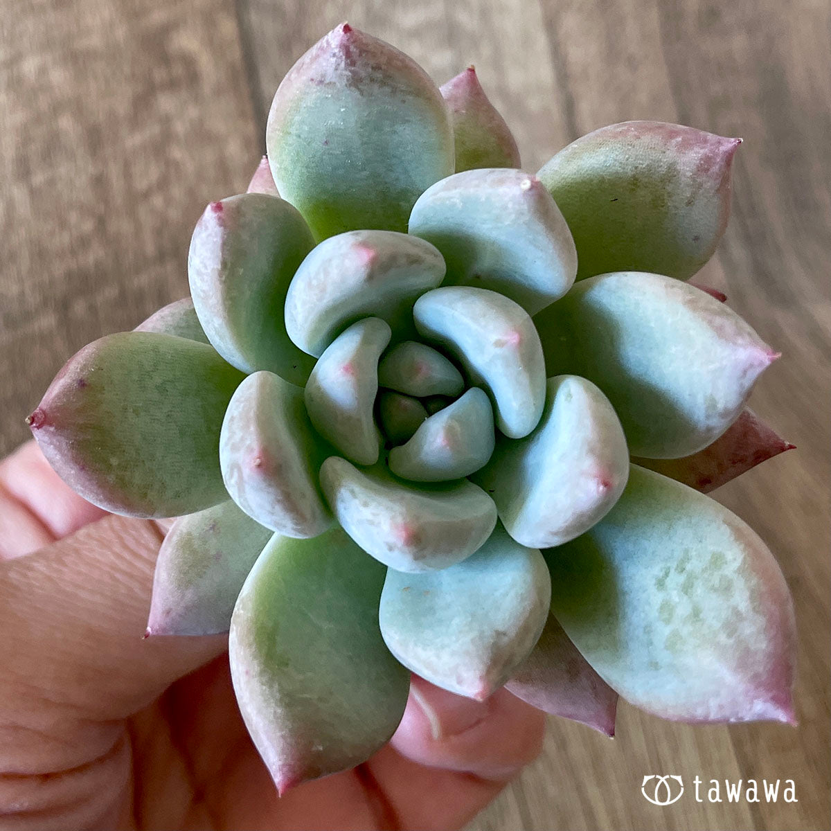New Arrivals: Ice Green
