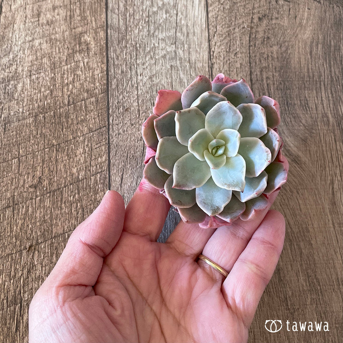 New Arrivals: Ice Green