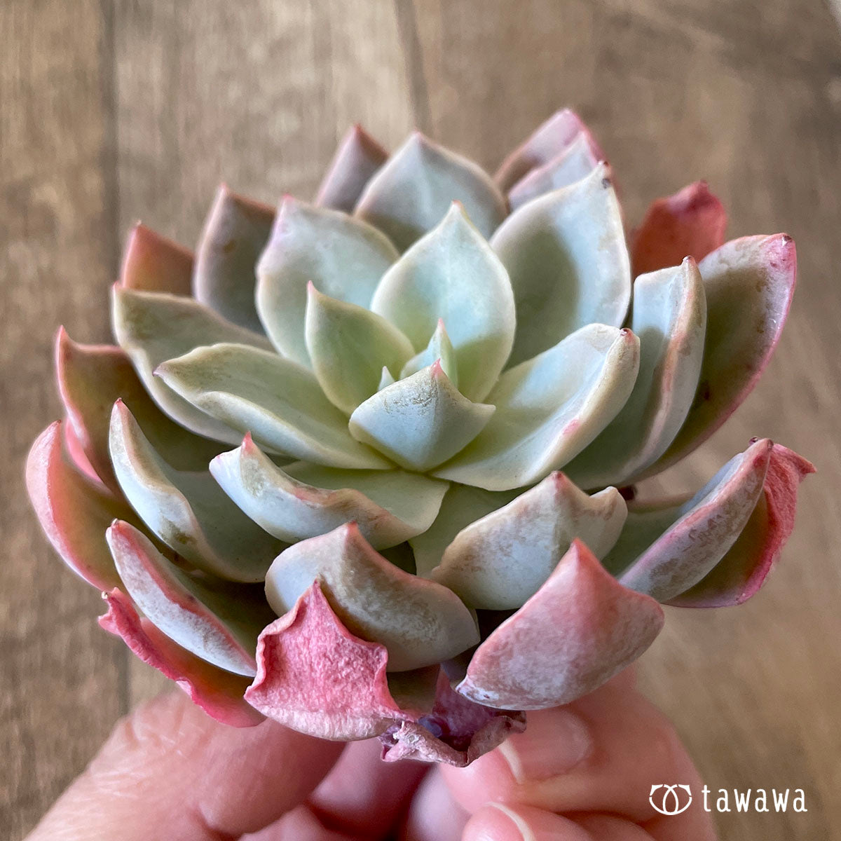 New Arrivals: Ice Green