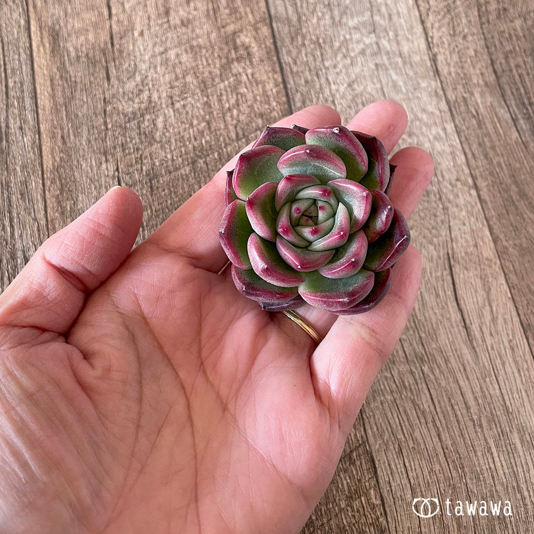 New Arrivals: Ice Green