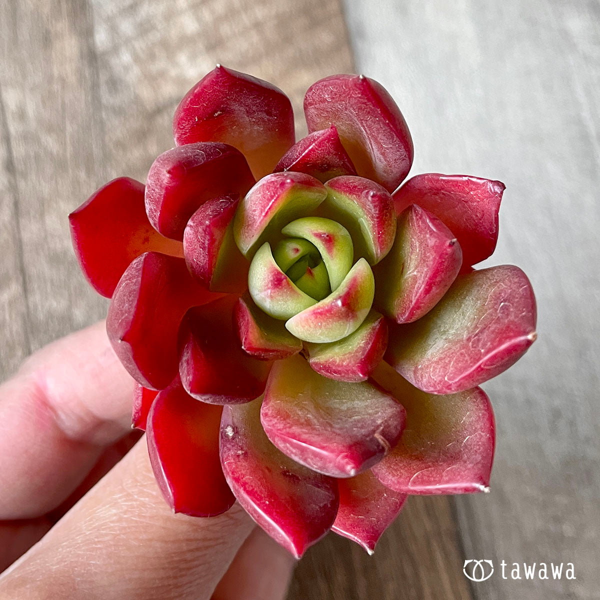 Led real red