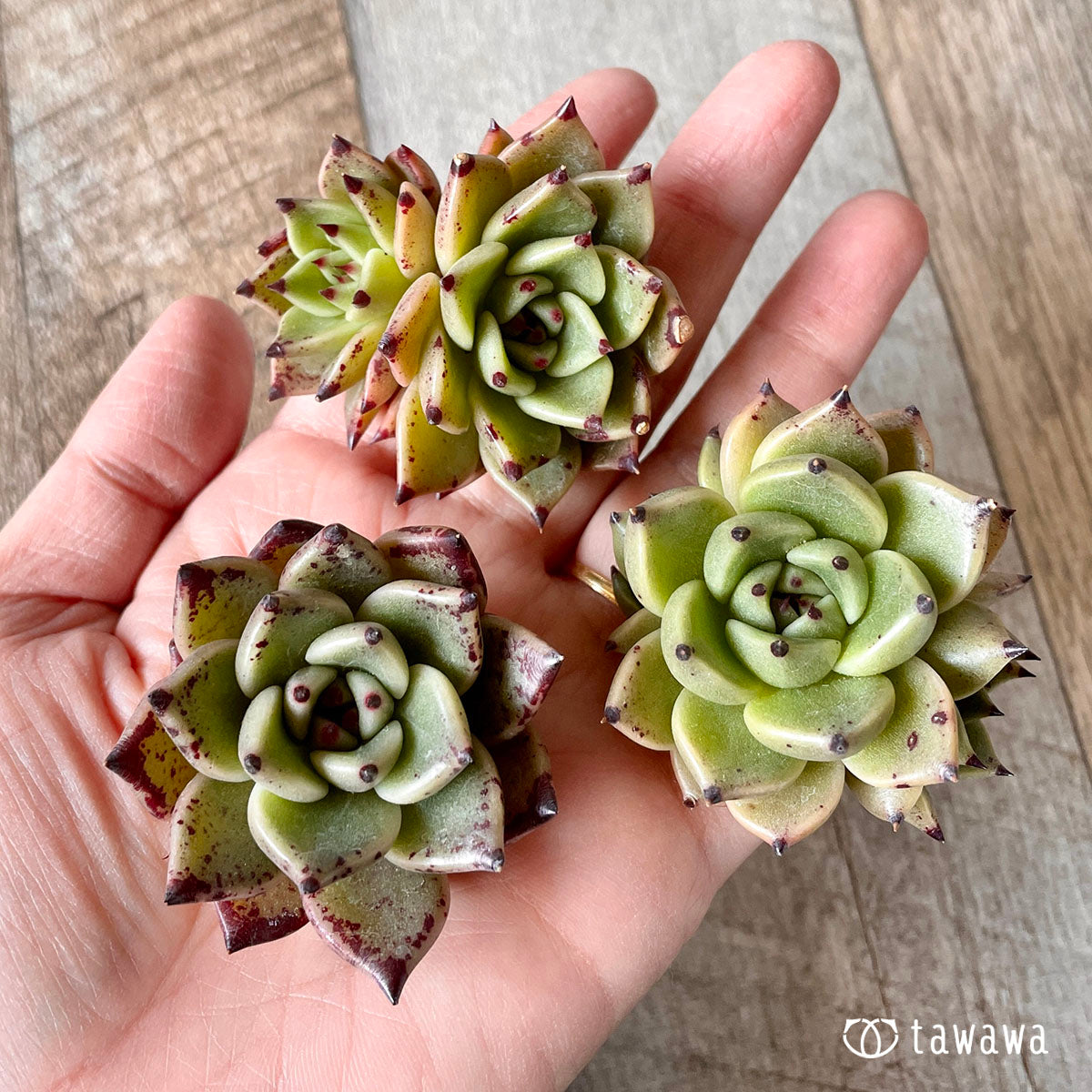 New Arrivals: Ice Green