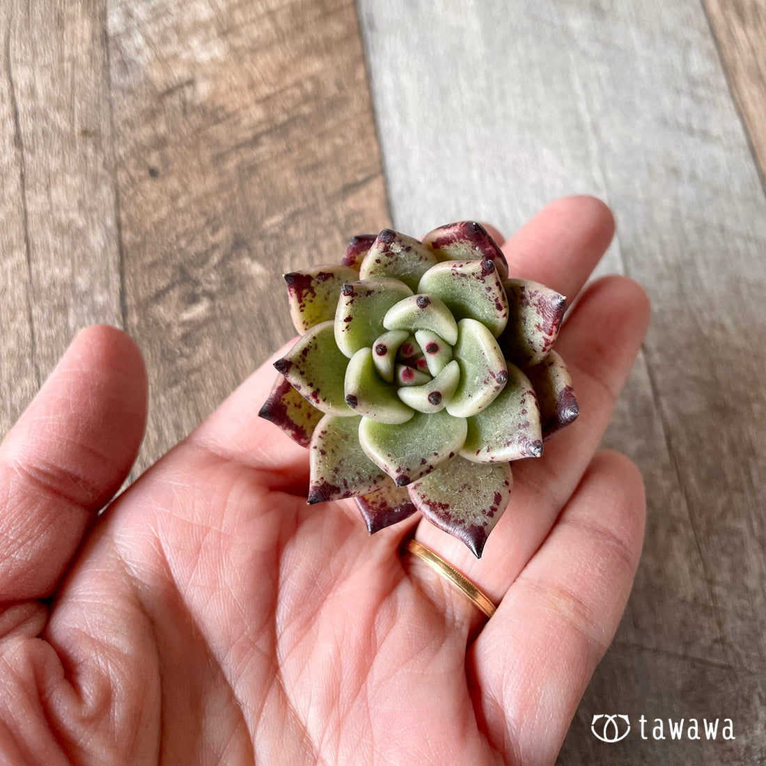 New Arrivals: Ice Green