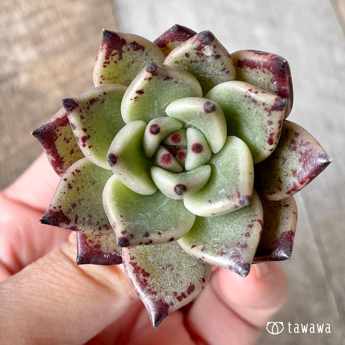 New Arrivals: Ice Green
