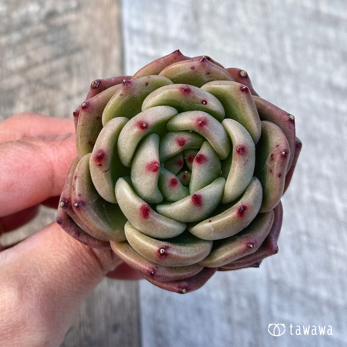 엘란