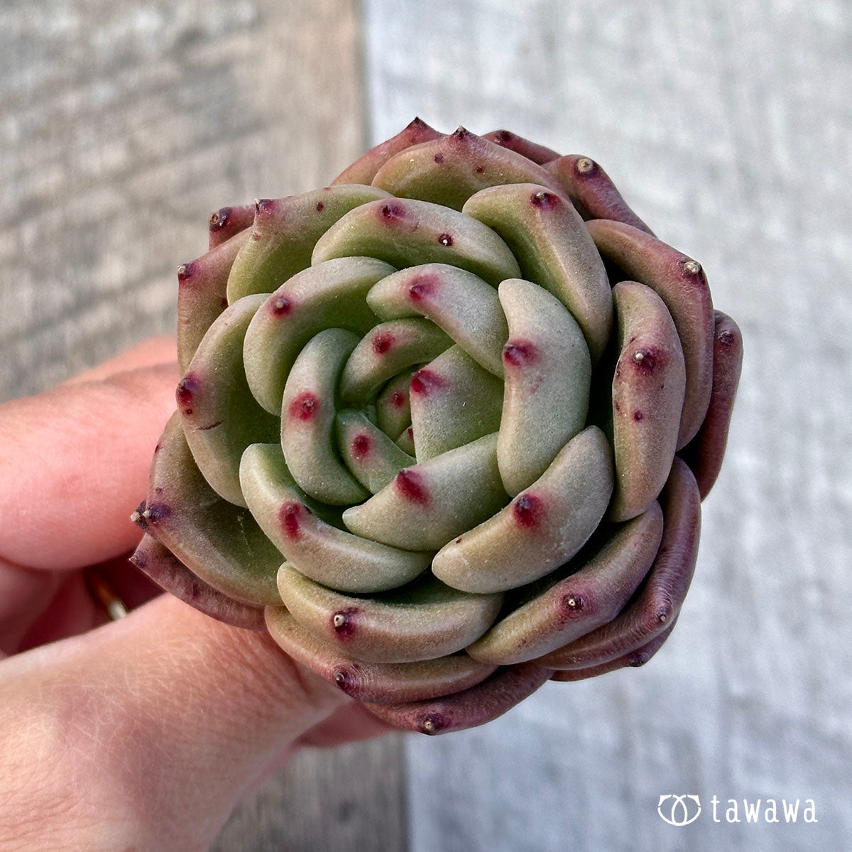 엘란