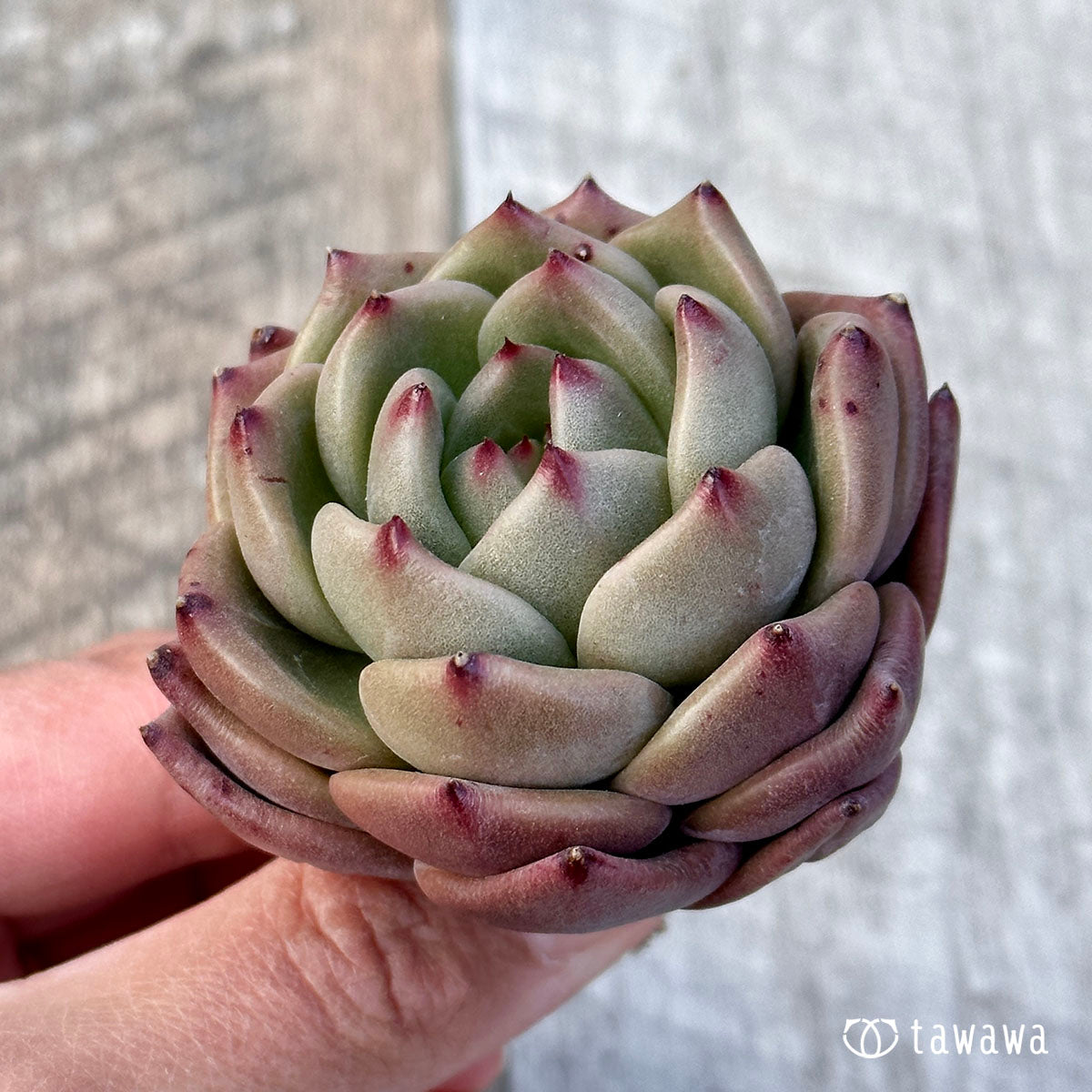 엘란