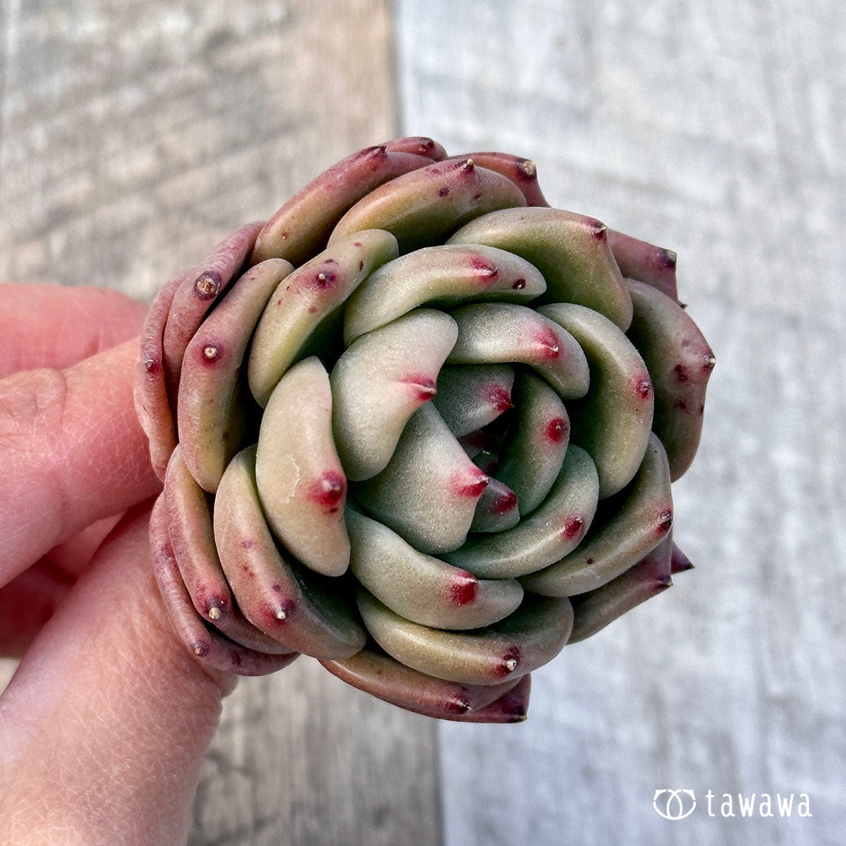 엘란