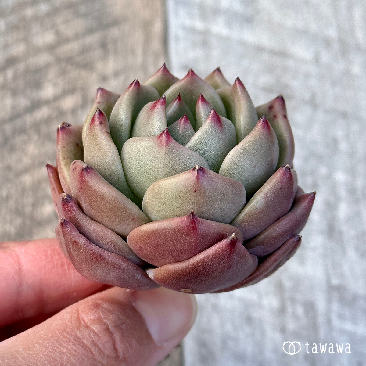 엘란