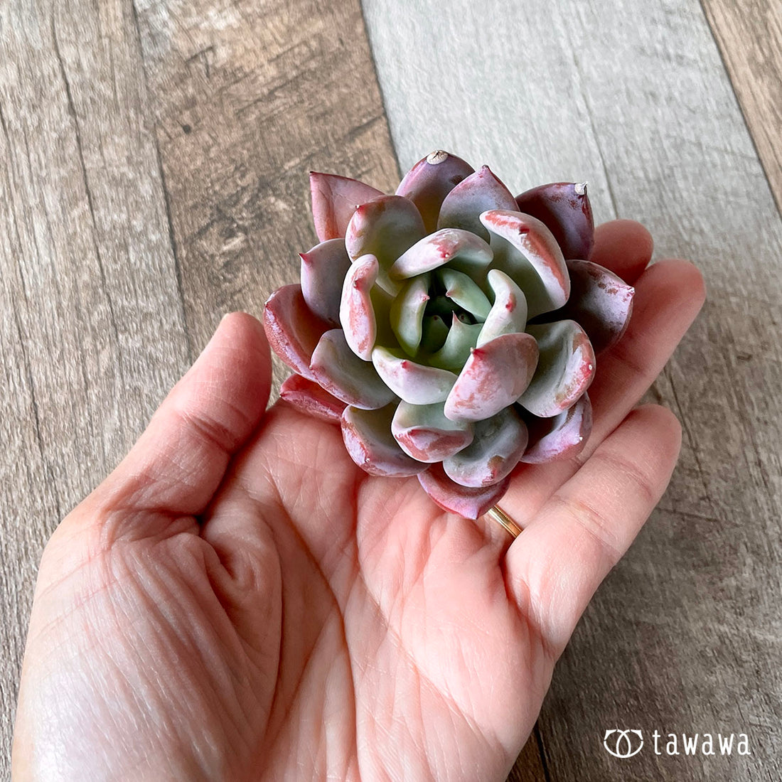 New Arrivals: Ice Green