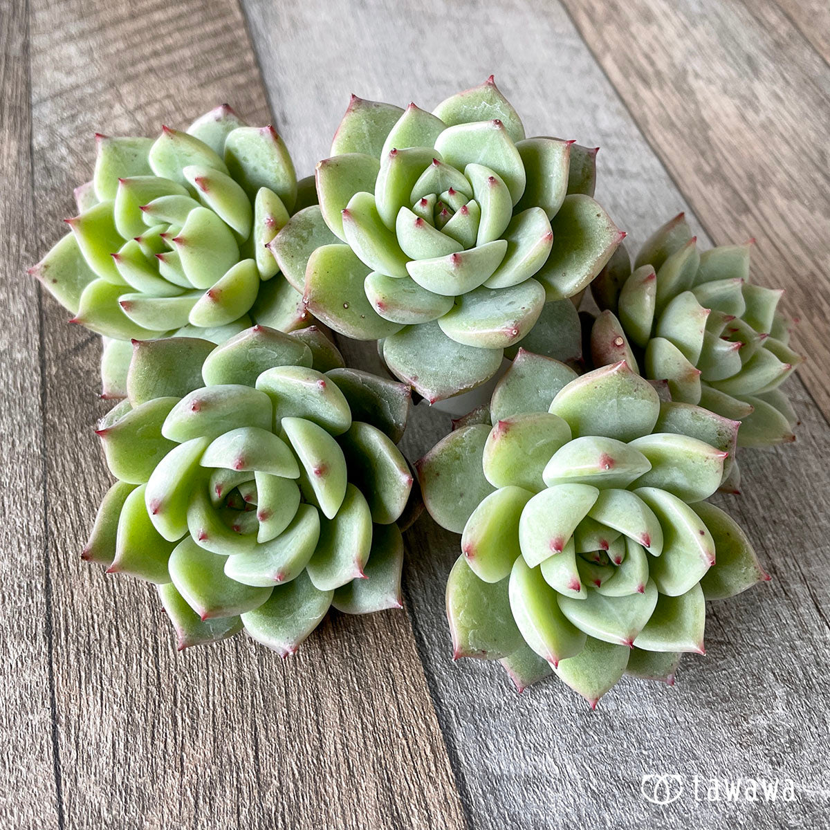 New Arrivals: Ice Green