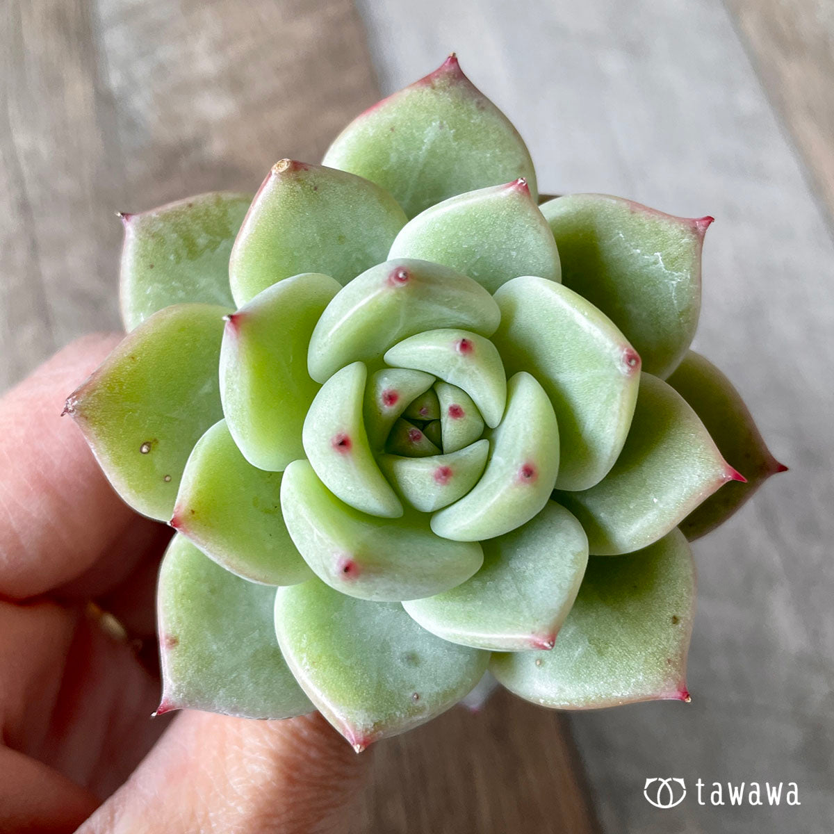 New Arrivals: Ice Green