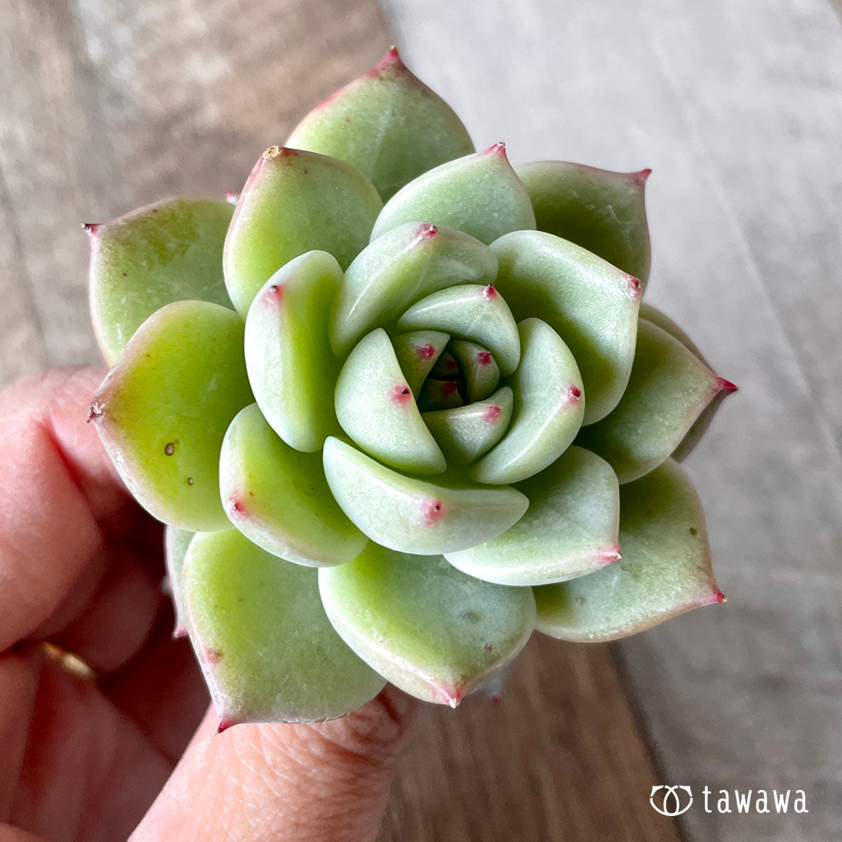 New Arrivals: Ice Green
