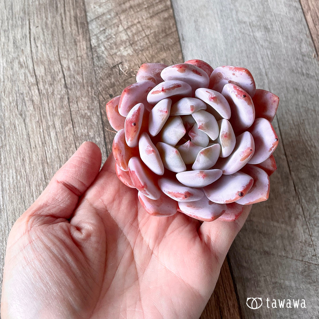 《Oversized》Orange Monroe Orange Monroe