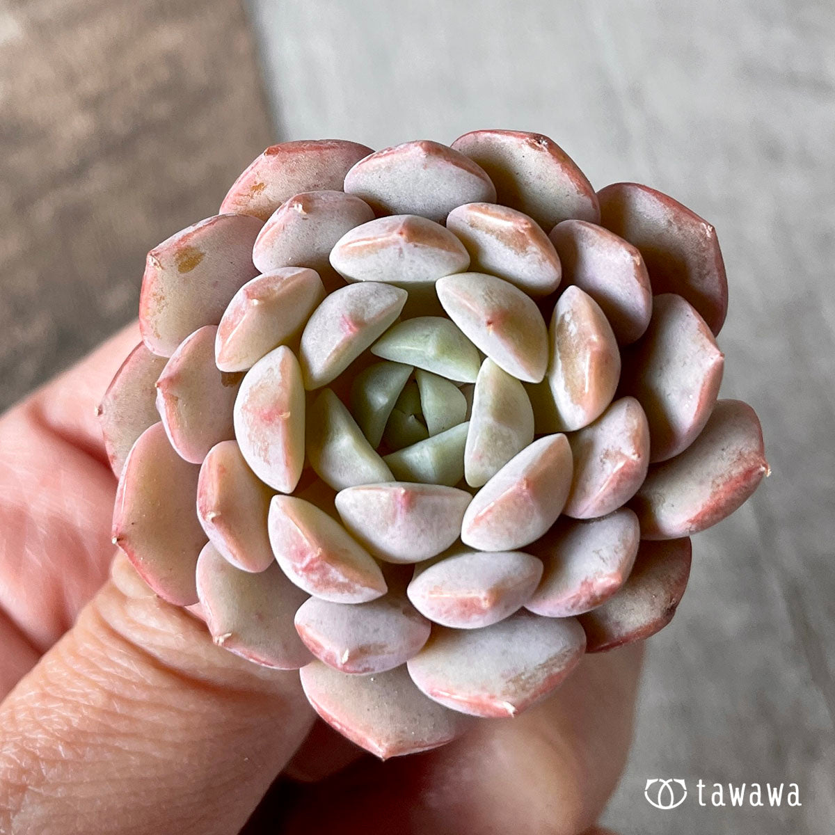 clara (flowering plant of genus Clara)