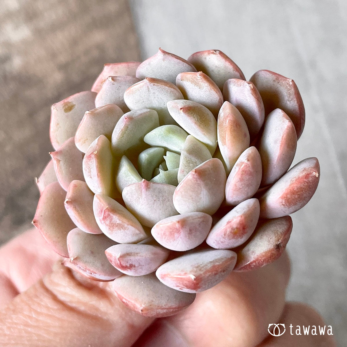 clara (flowering plant of genus Clara)