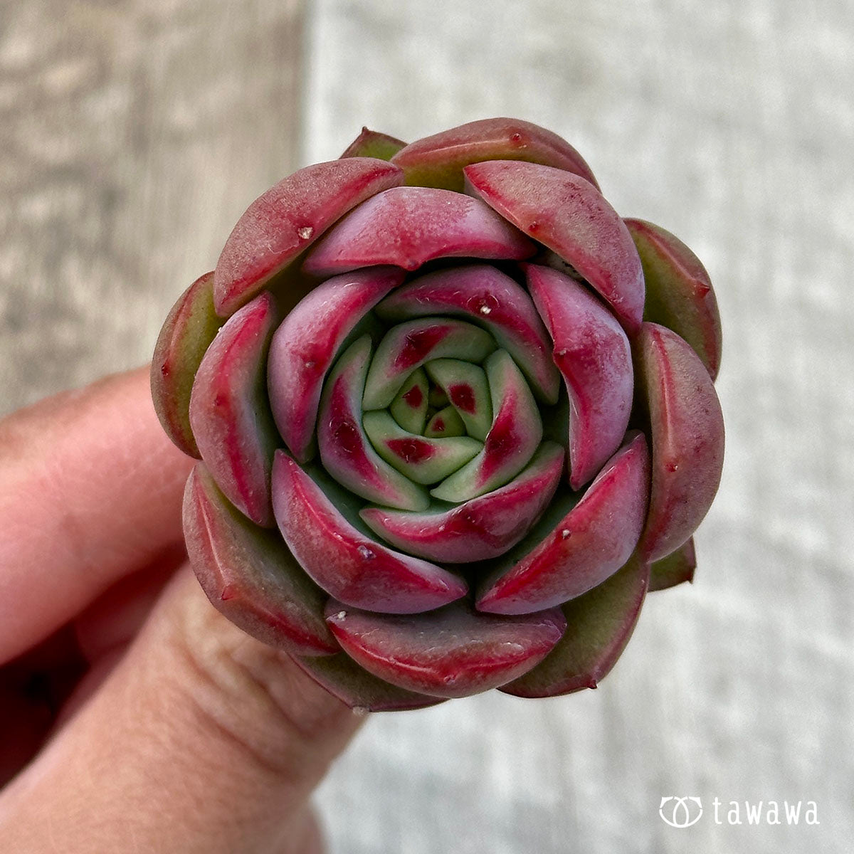 Dragon Pink