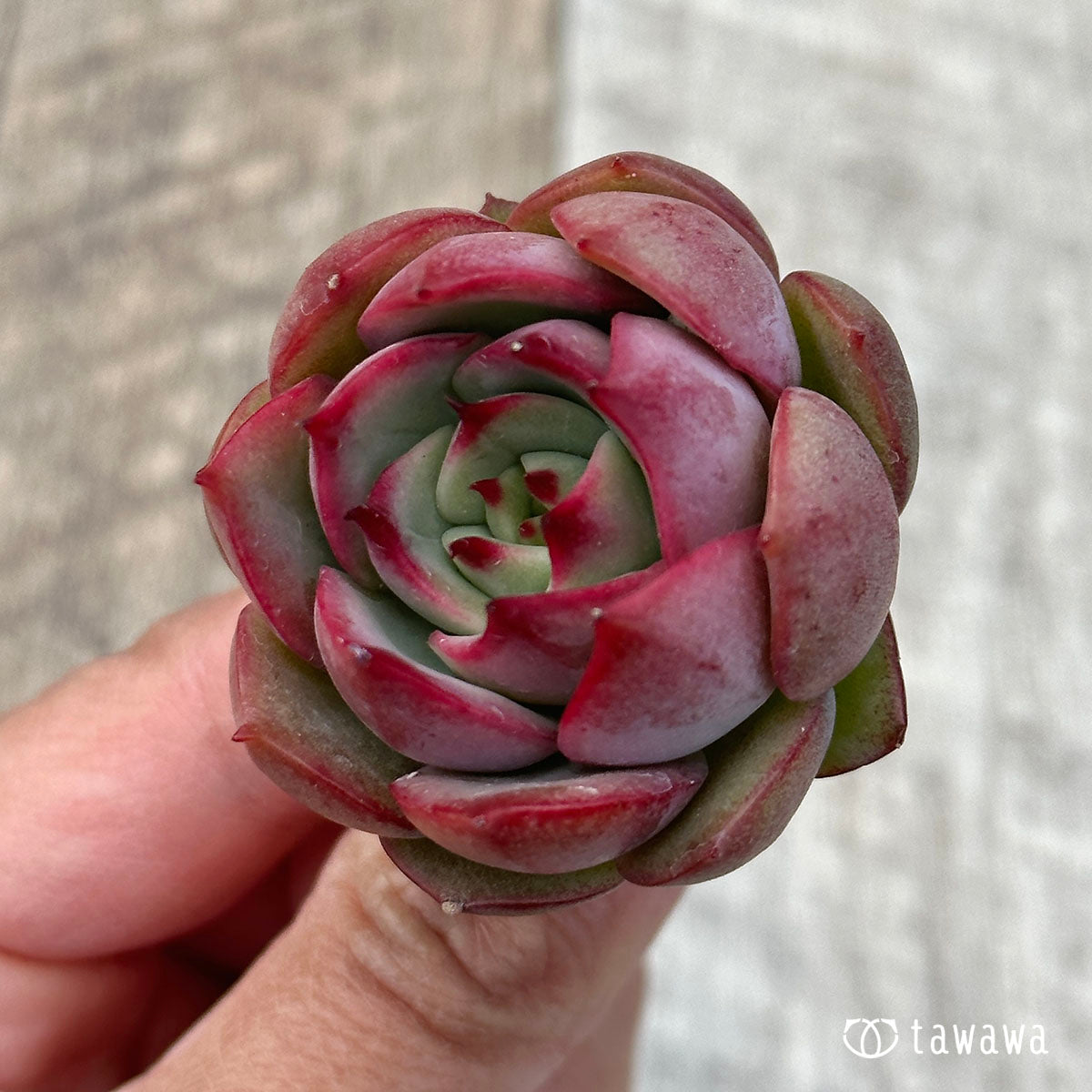 Dragon Pink