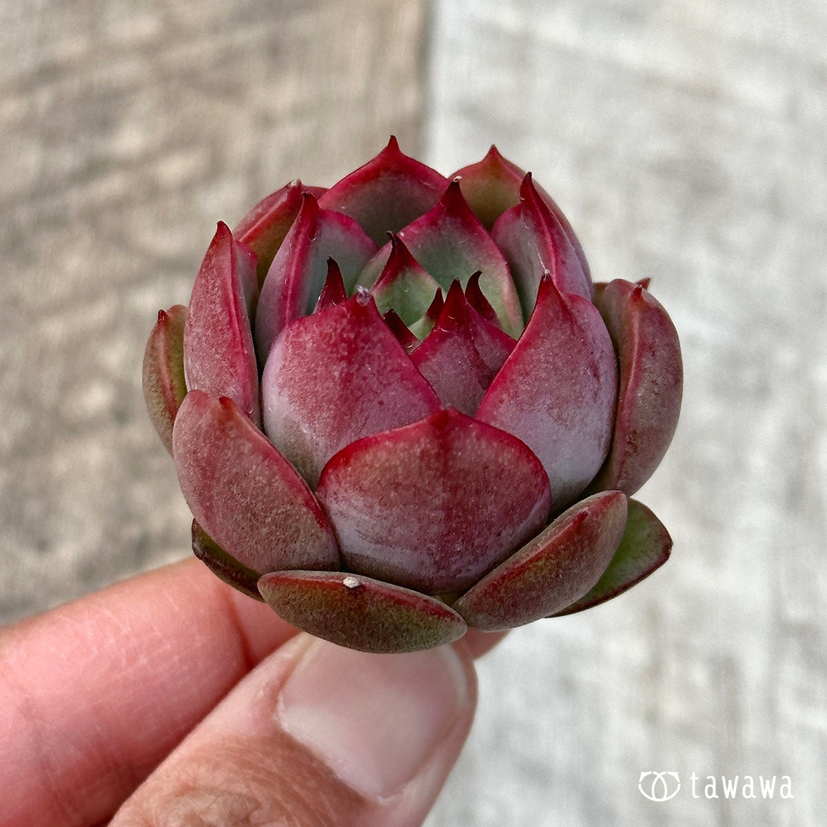 Dragon Pink