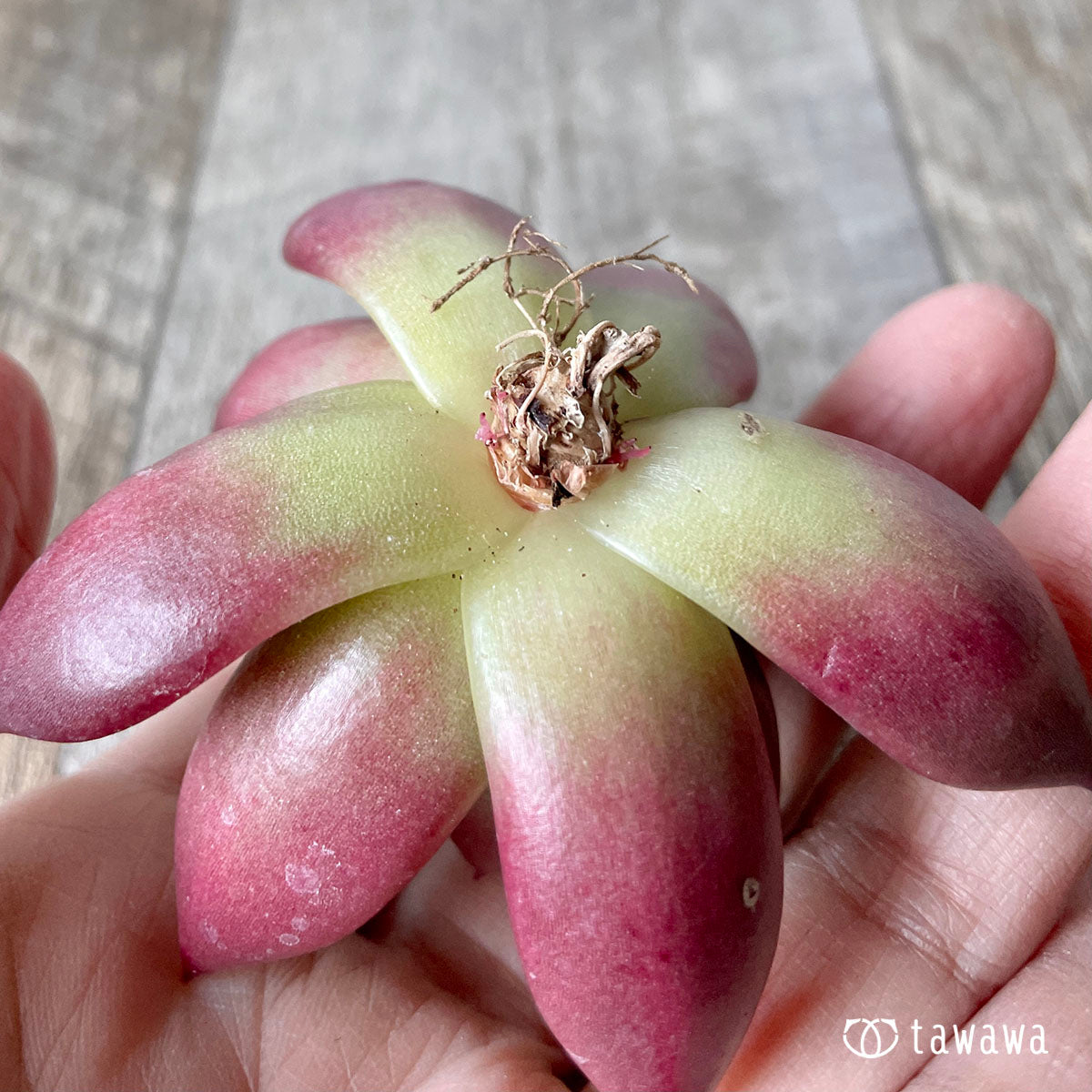 레드사바스