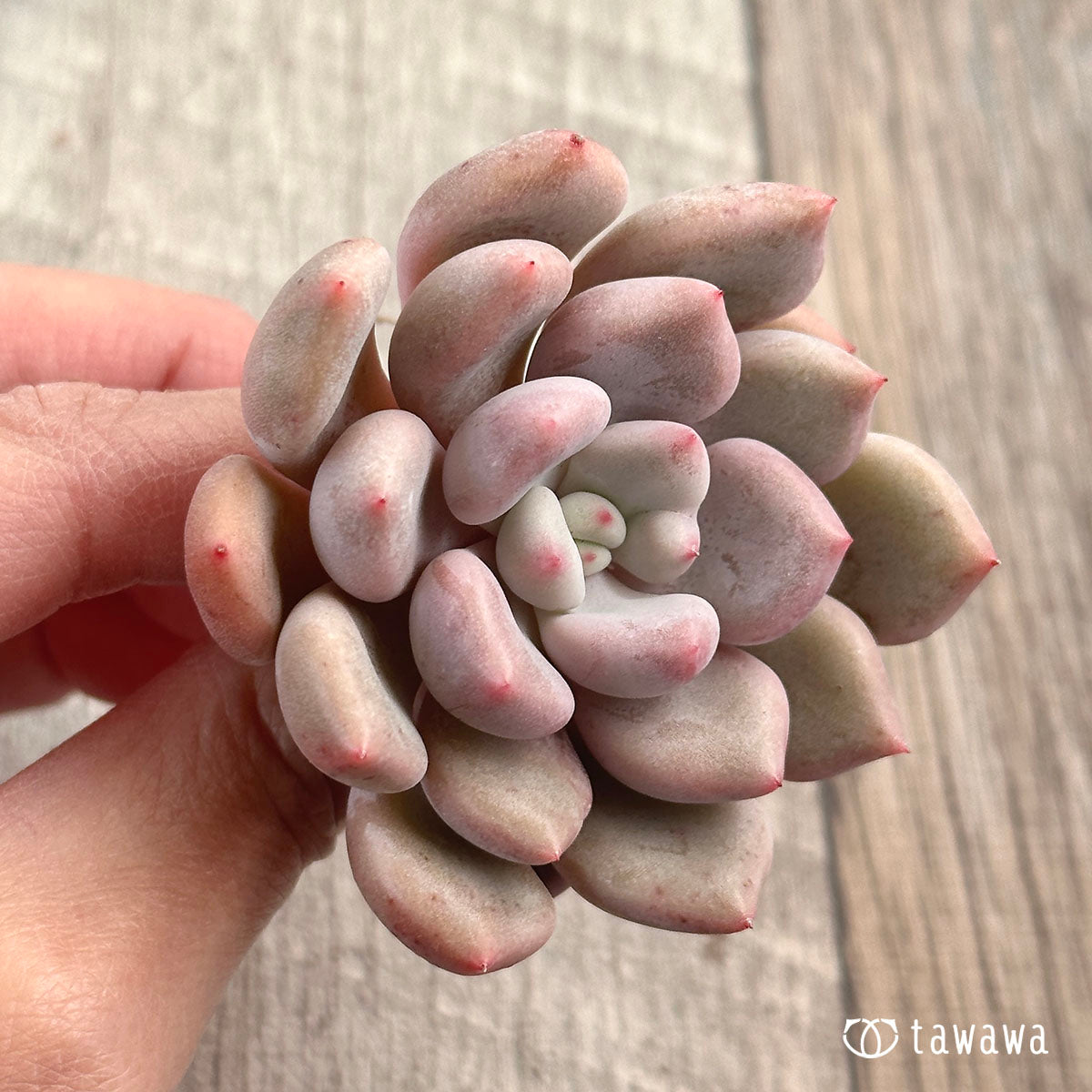 오렌지 셔벗
