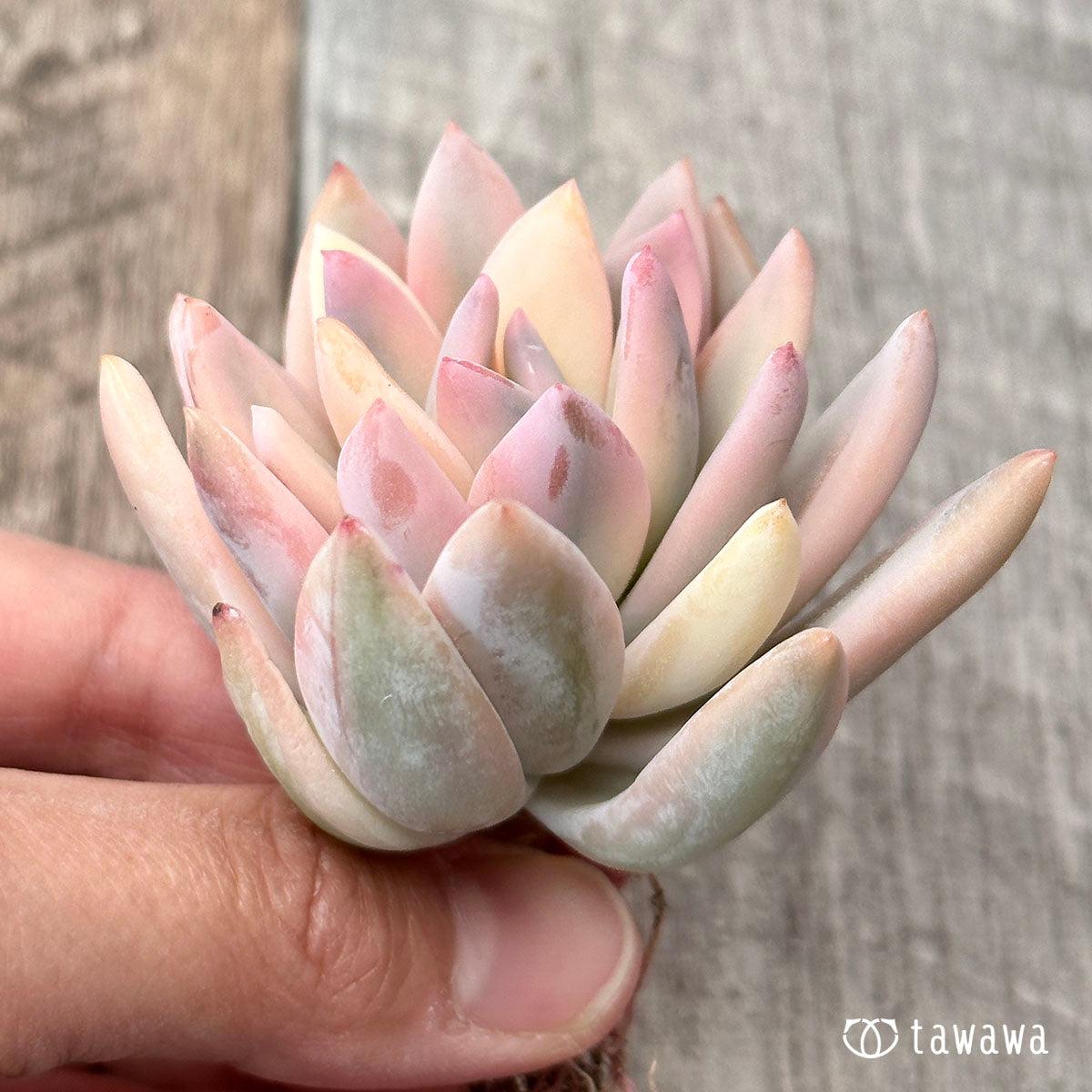 パウダーパフ錦(霜の朝錦)